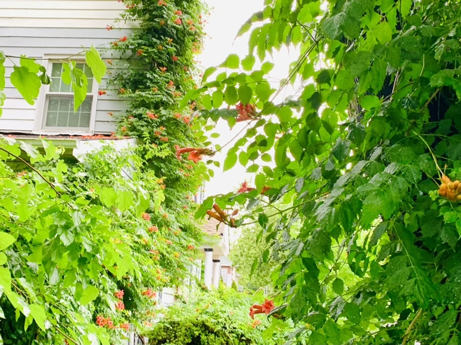 IMG_0052.jpg?type=w966