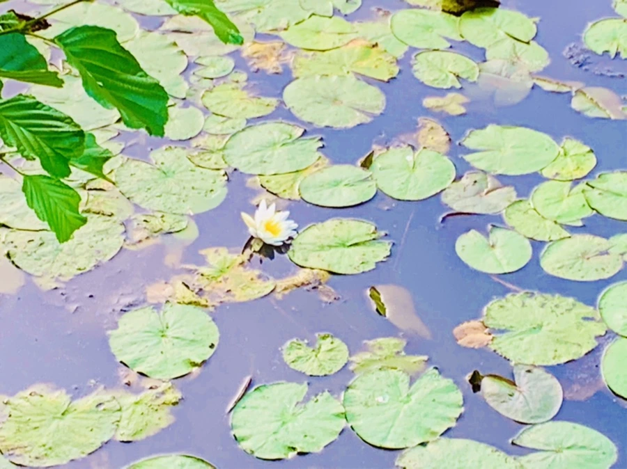 IMG_7884.jpg?type=w966