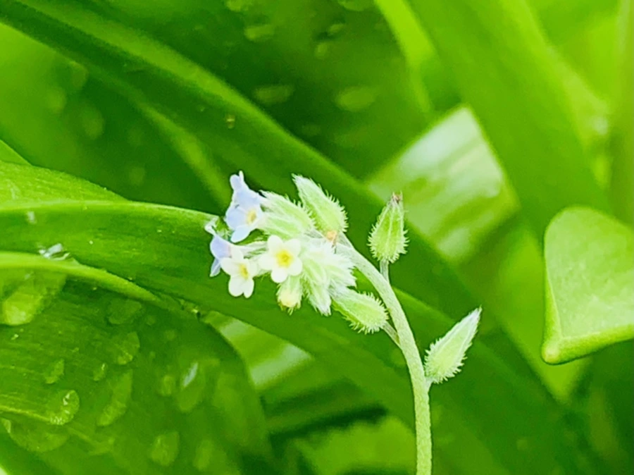 IMG_9586.jpg?type=w966