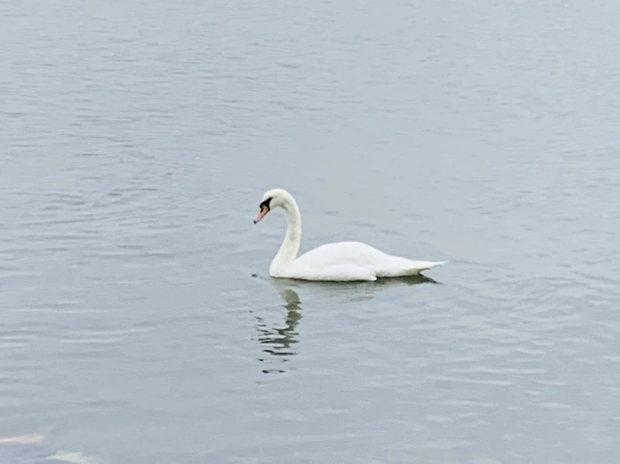 IMG_6974.jpg?type=w966