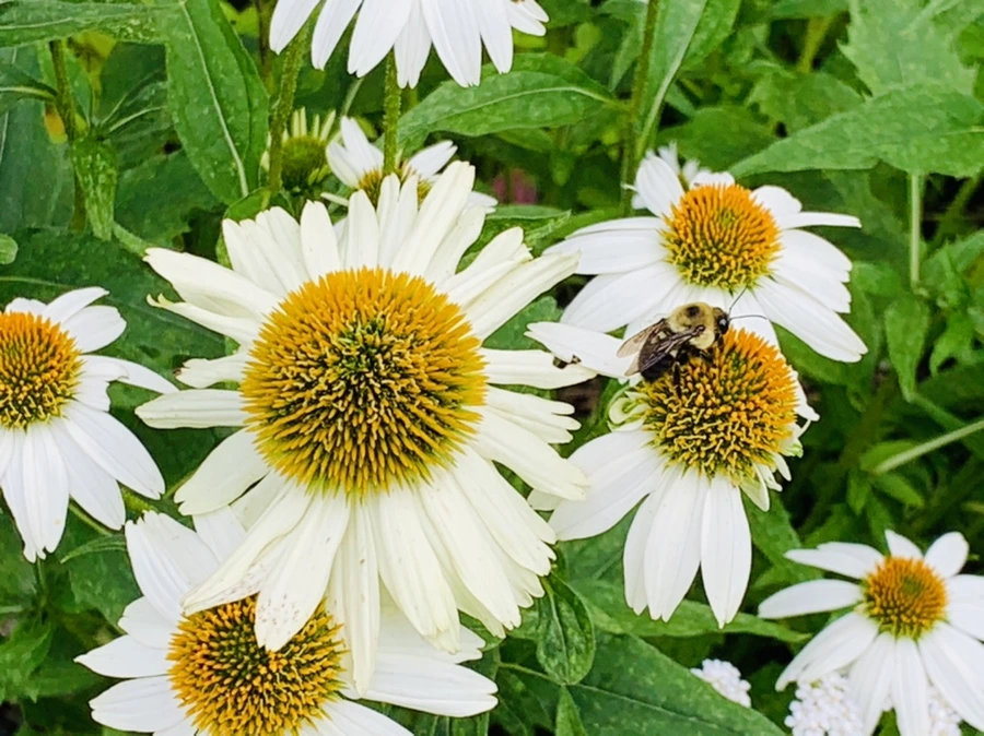 IMG_0383.jpg?type=w966