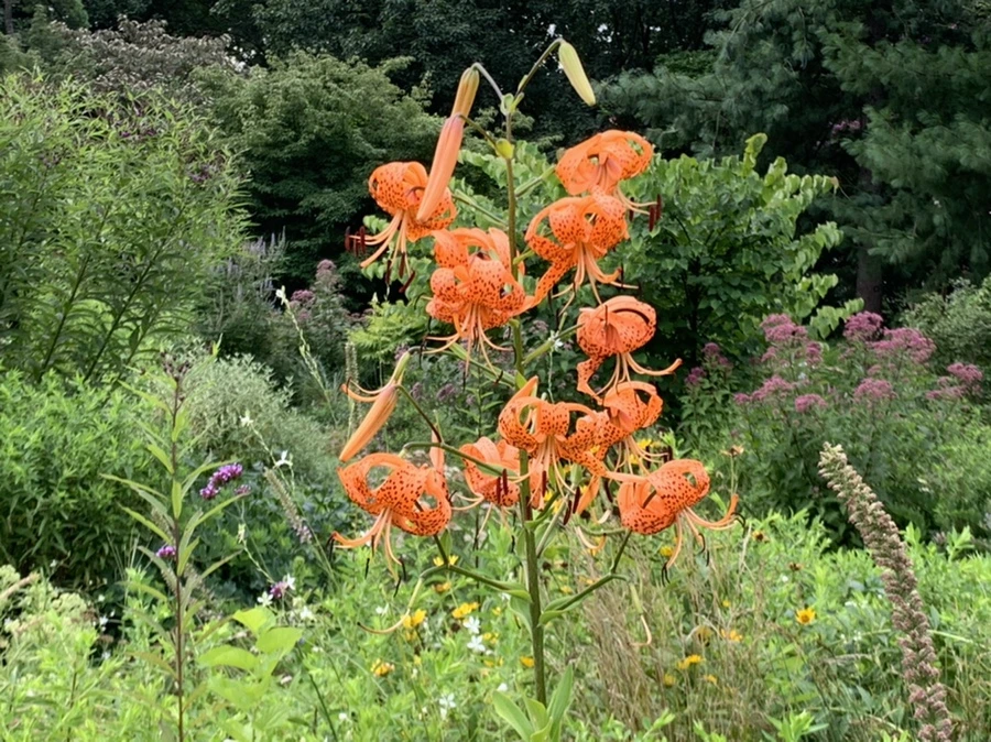 IMG_5057.jpg?type=w966