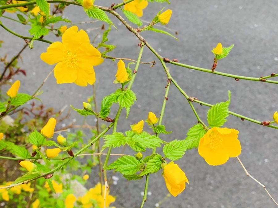 IMG_1250.jpg?type=w966