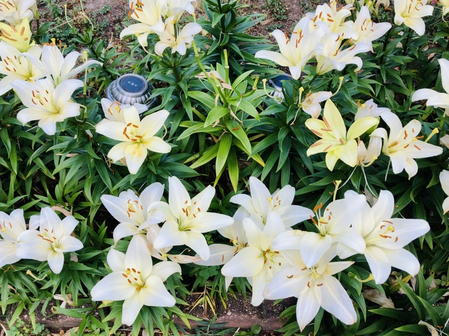 IMG_0912.jpg?type=w966