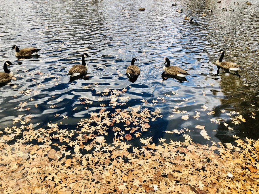 IMG_3219.jpg?type=w966