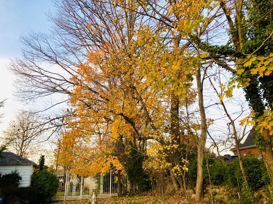 IMG_5699.jpg?type=w966