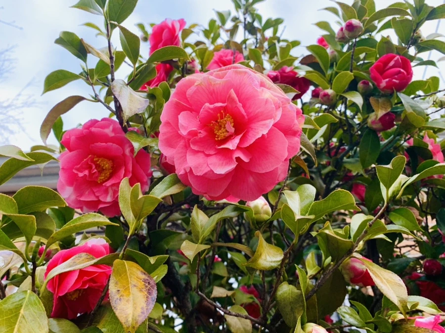 IMG_2931.jpg?type=w966