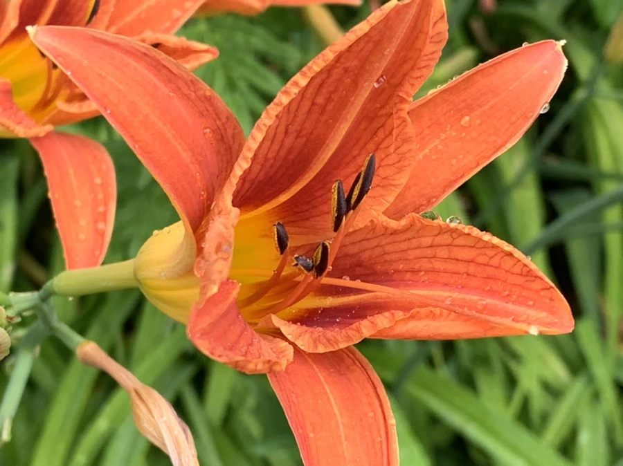 IMG_3598.jpg?type=w966