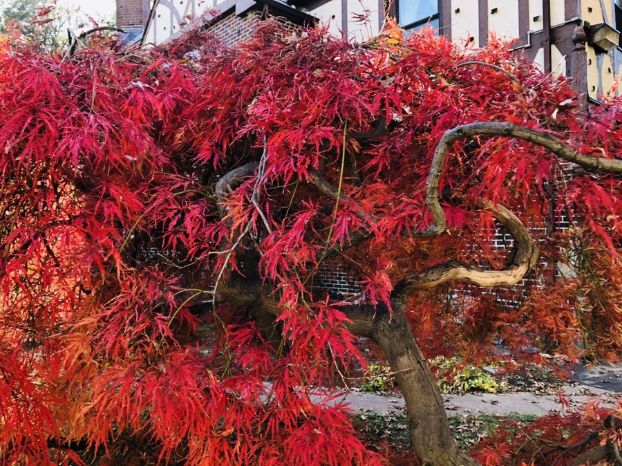 IMG_4161.jpg?type=w966