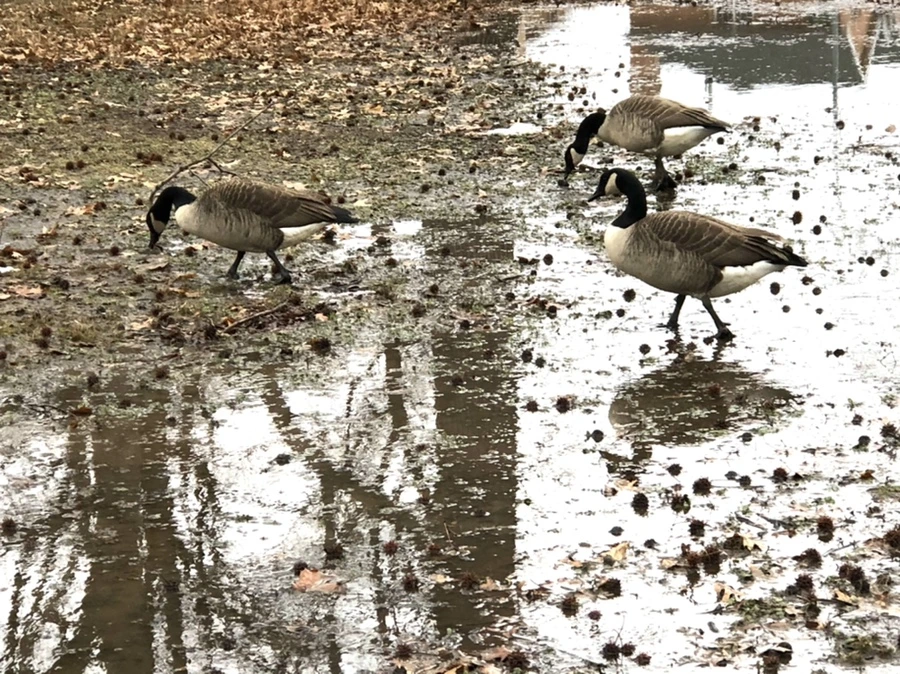 IMG_9665.jpg?type=w966