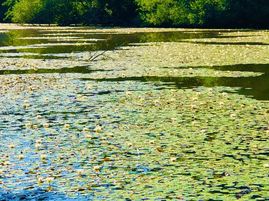 IMG_3974.jpg?type=w966