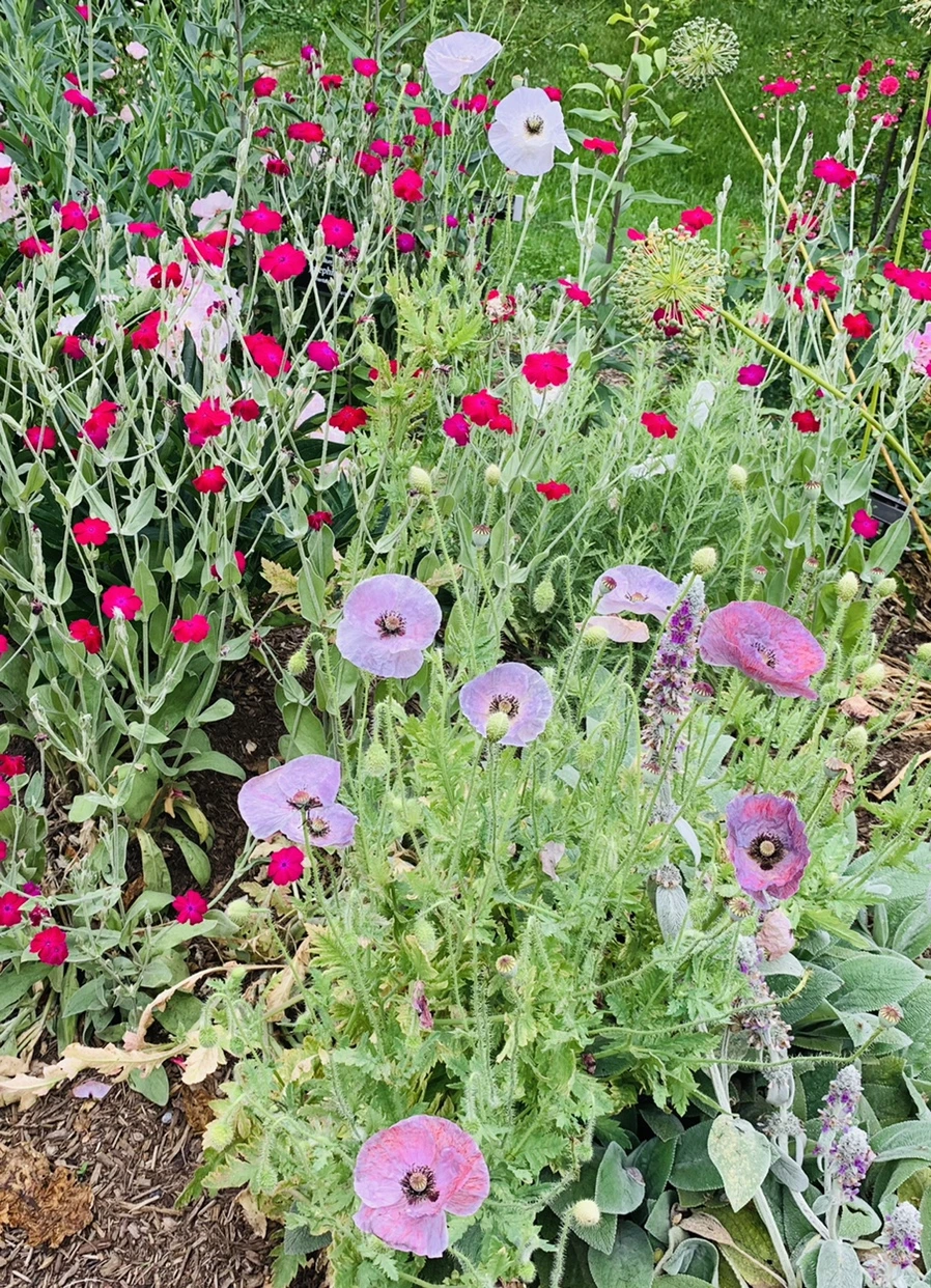 IMG_2918.jpg?type=w966