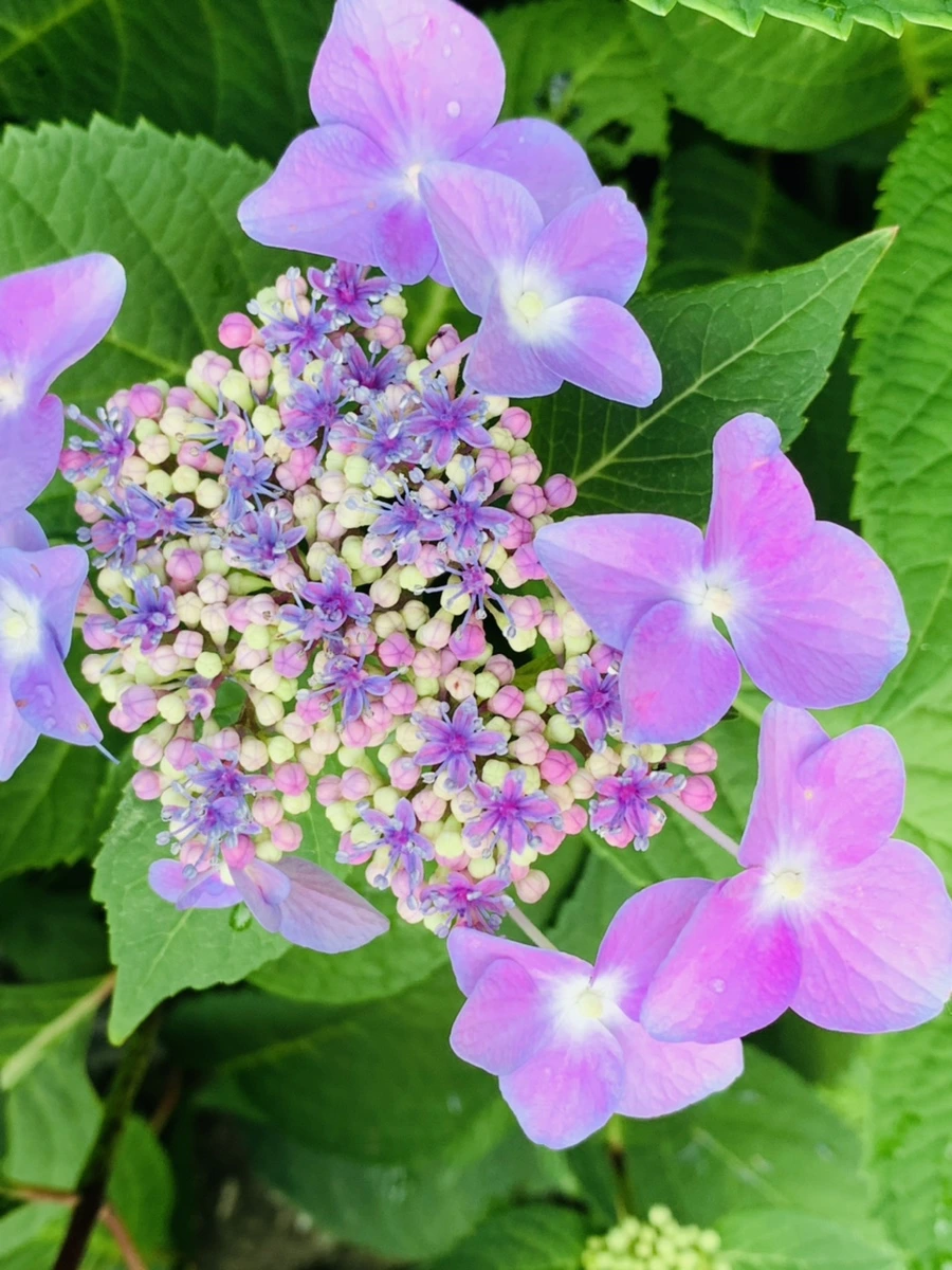 IMG_6009.jpg?type=w966