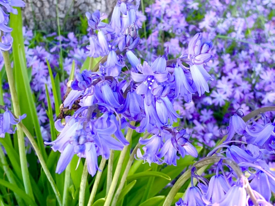 IMG_8223.jpg?type=w966