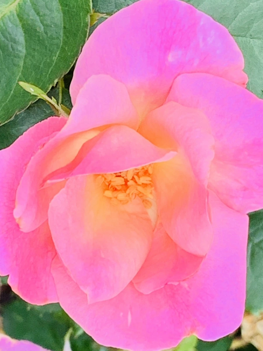 IMG_0445.jpg?type=w966