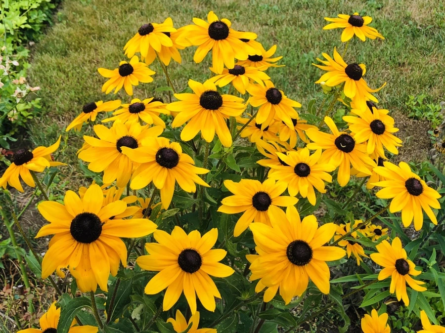 IMG_1331.jpg?type=w966