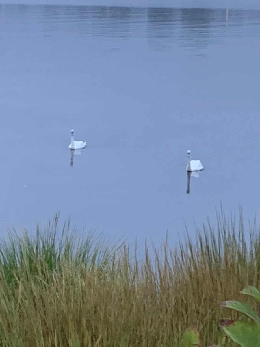 IMG_6617.jpg?type=w966