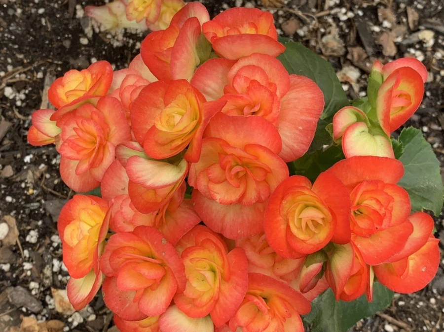 IMG_6391.jpg?type=w966