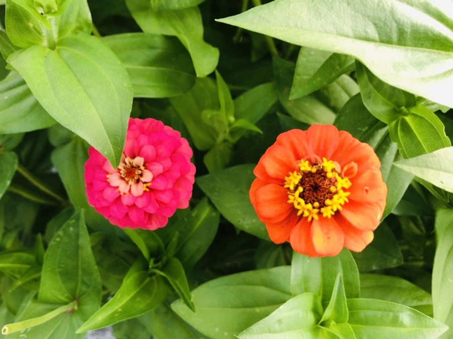 IMG_1807.jpg?type=w966