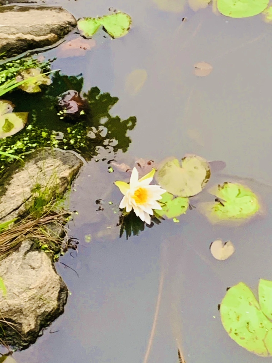 IMG_6209.jpg?type=w966