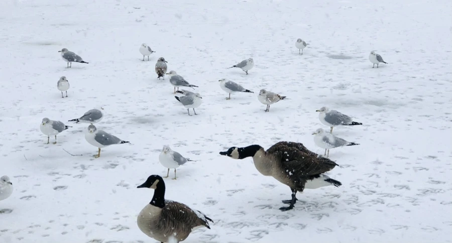 IMG_4189.jpg?type=w966