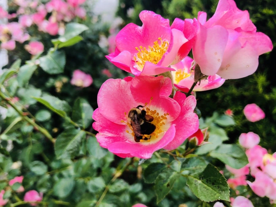 IMG_9975.jpg?type=w966