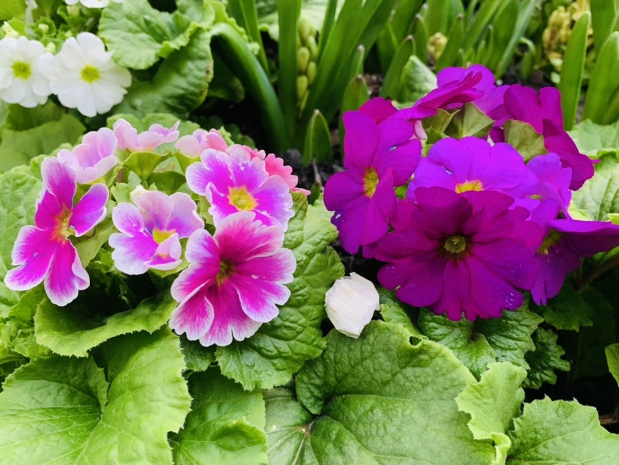 IMG_4649.jpg?type=w966