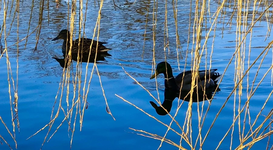 IMG_4262.jpg?type=w966