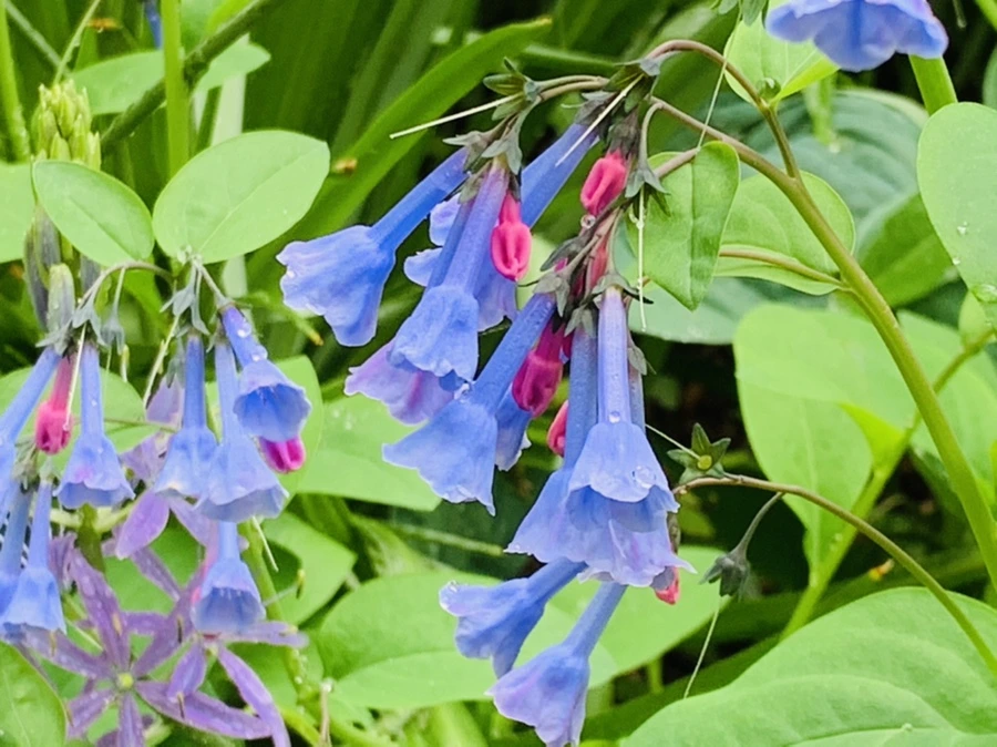 IMG_9794.jpg?type=w966