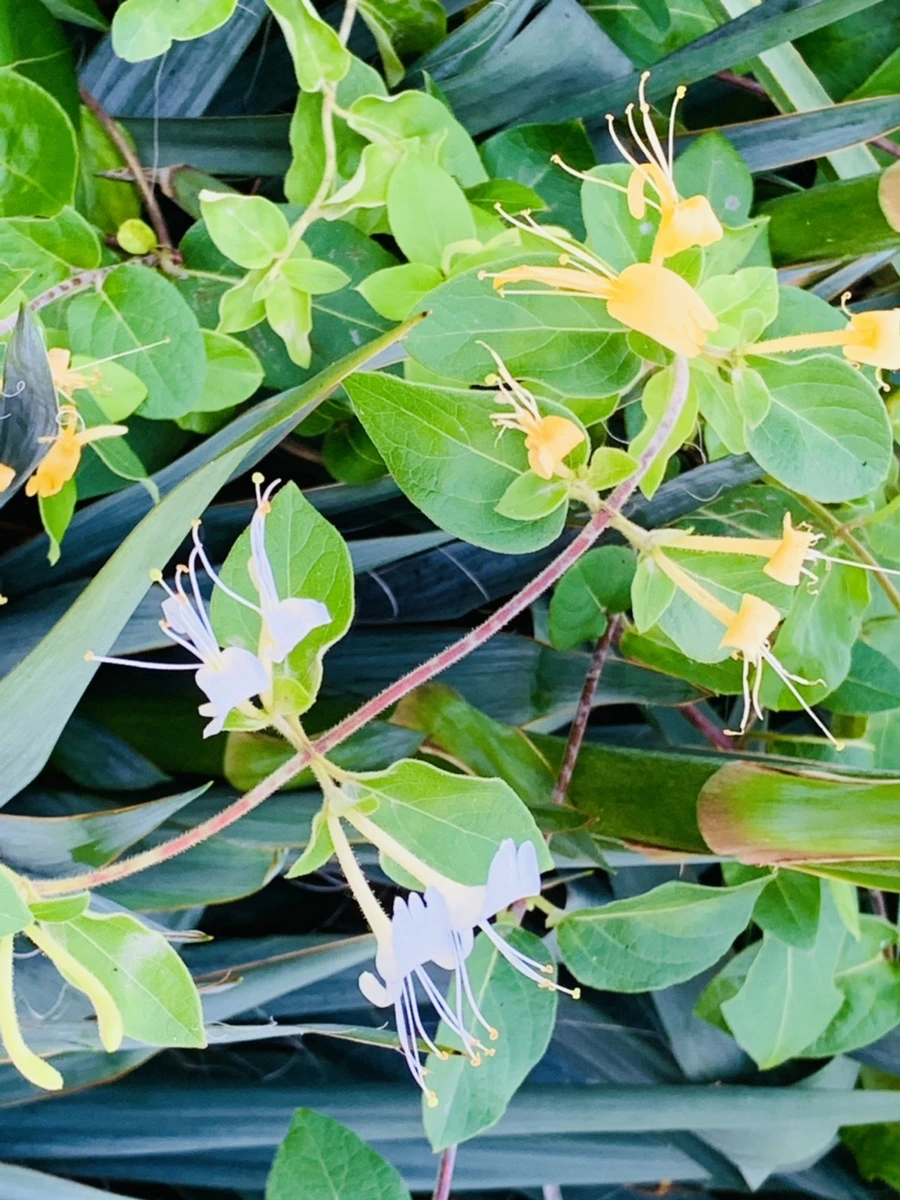 IMG_4850.jpg?type=w966