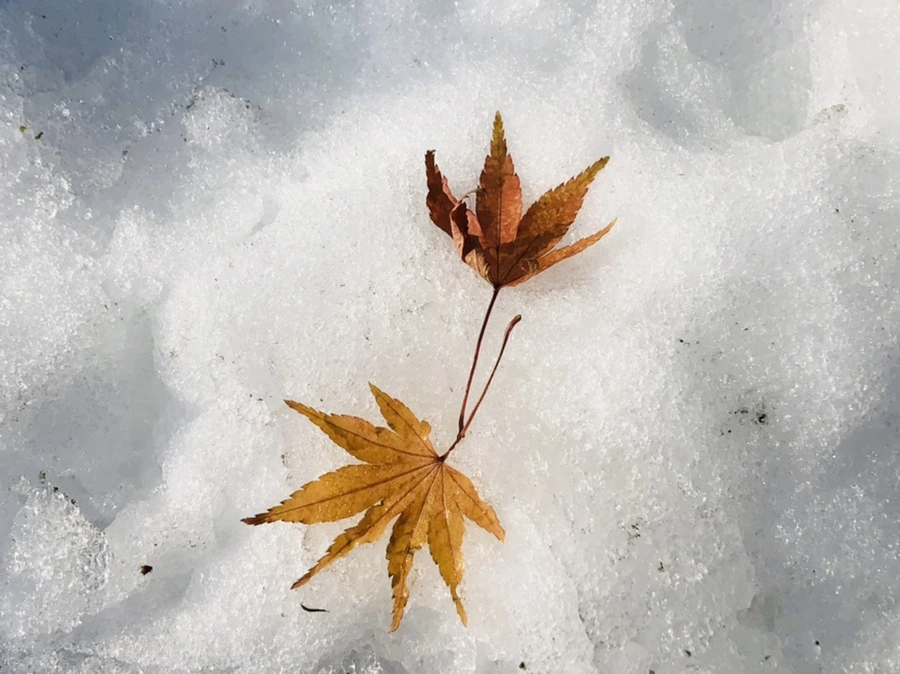 IMG_7755.jpg?type=w966