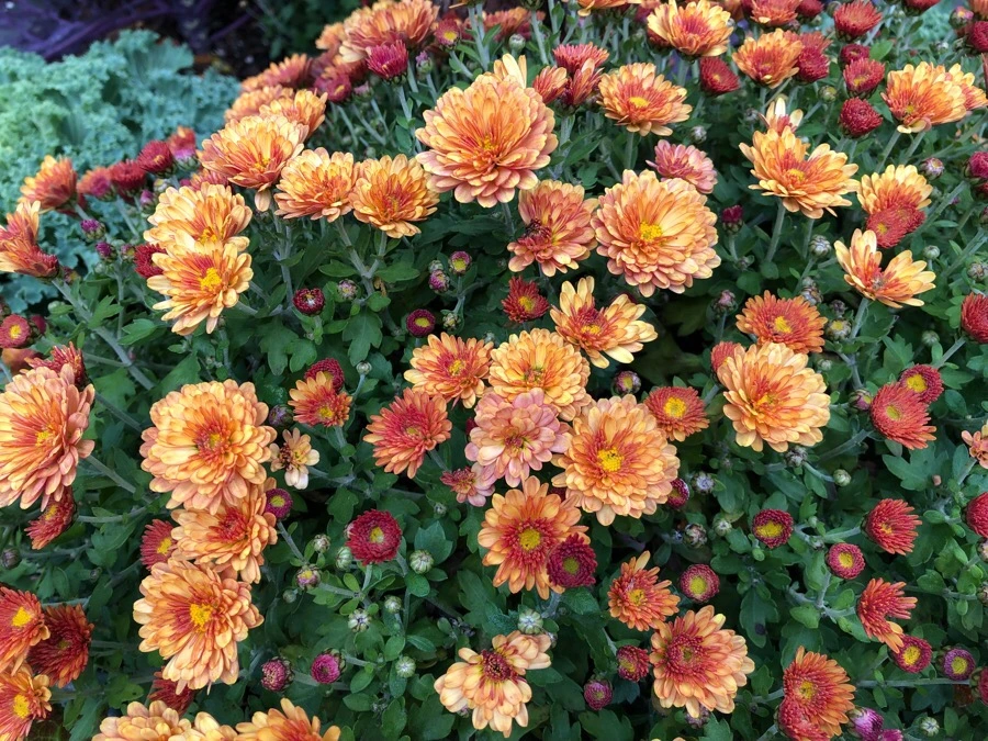 IMG_7164.jpg?type=w966