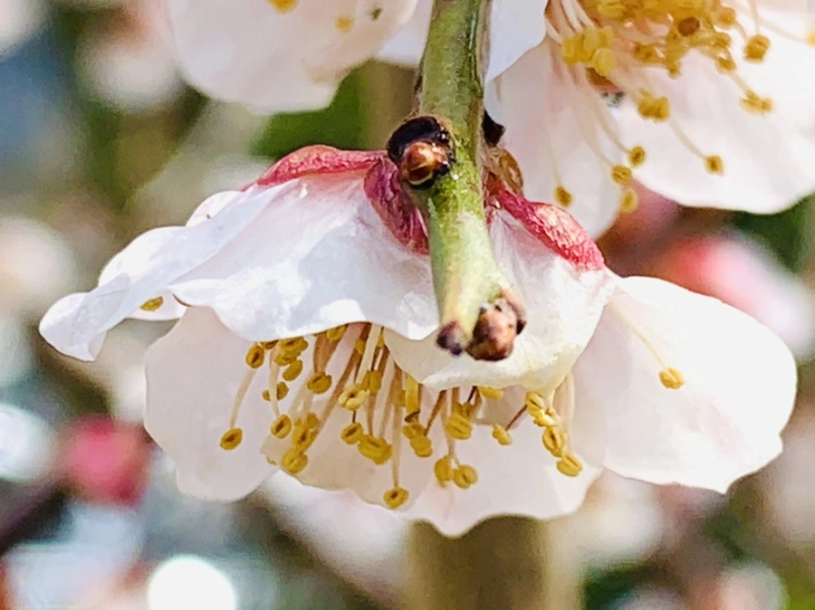 IMG_4001.jpg?type=w966