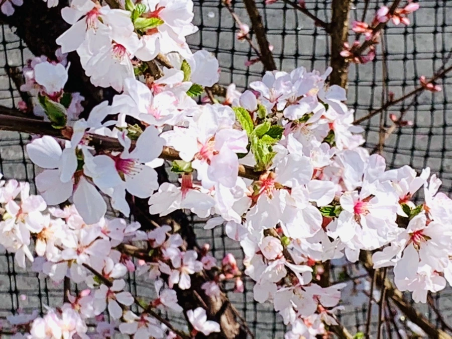 IMG_8066.jpg?type=w966