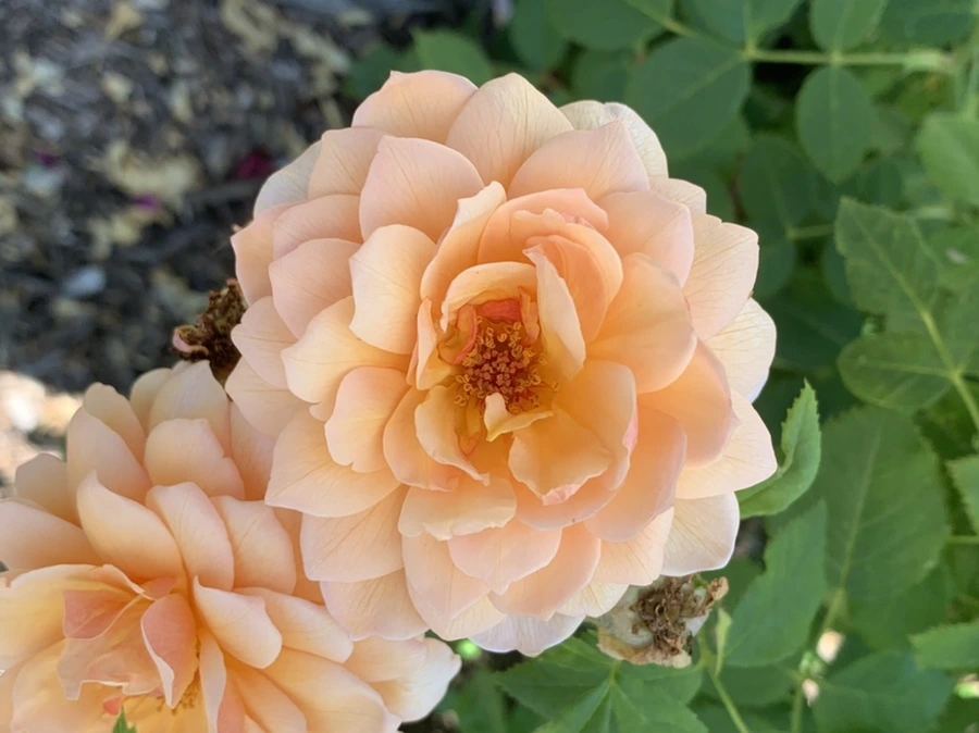 IMG_4170.jpg?type=w966