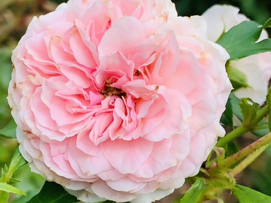 IMG_4929.jpg?type=w966