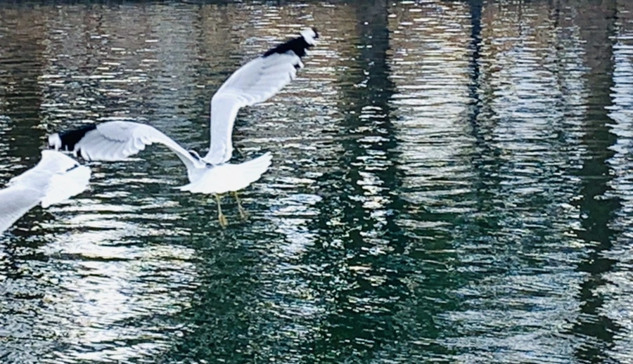 IMG_7434.jpg?type=w966