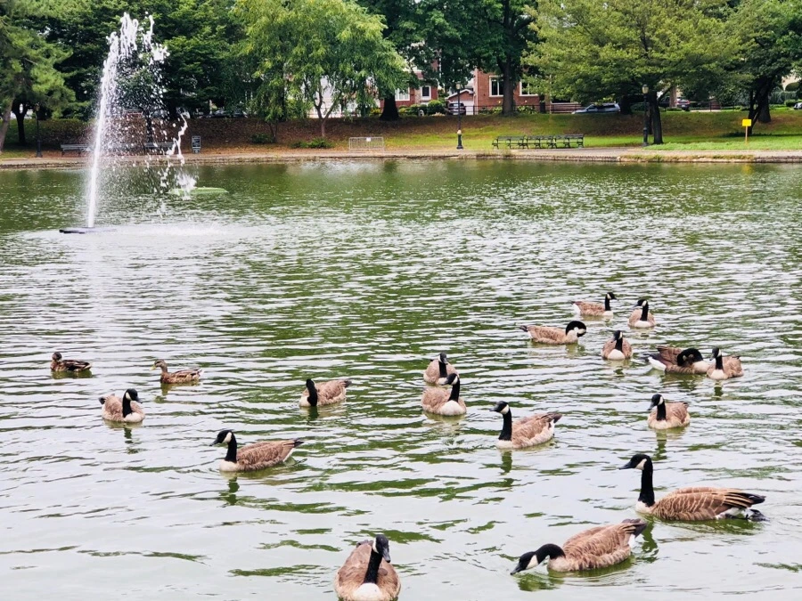 IMG_4314.jpg?type=w966