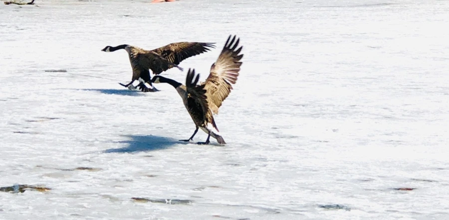 IMG_5079.jpg?type=w966