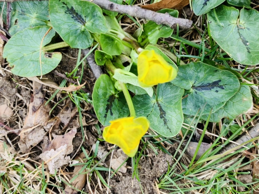 IMG_3447.jpg?type=w966