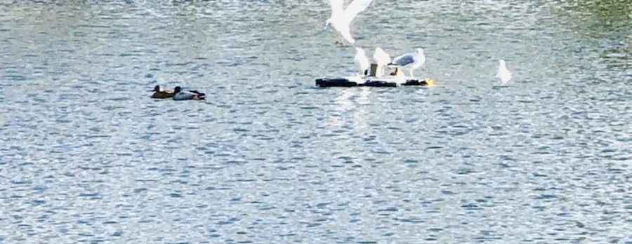 IMG_9241.jpg?type=w966