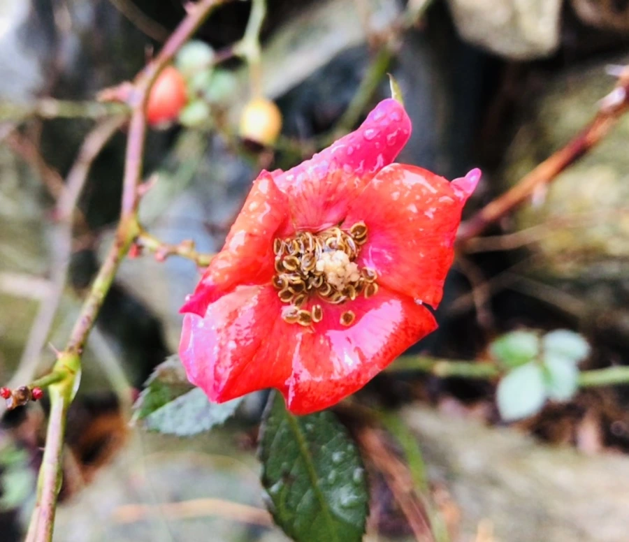 IMG_8152.jpg?type=w966