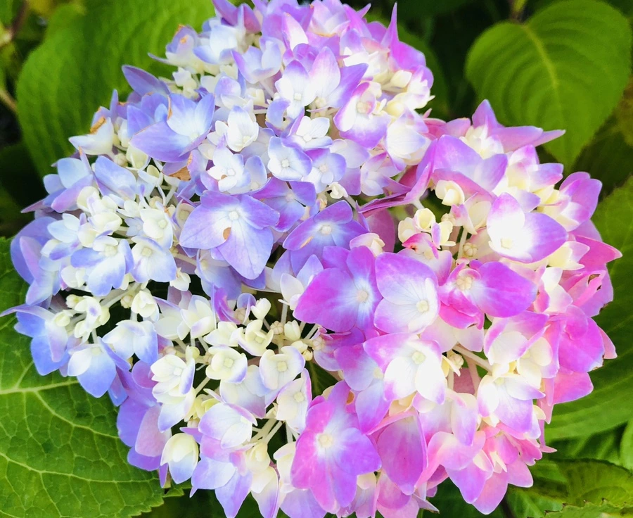 IMG_8657.jpg?type=w966