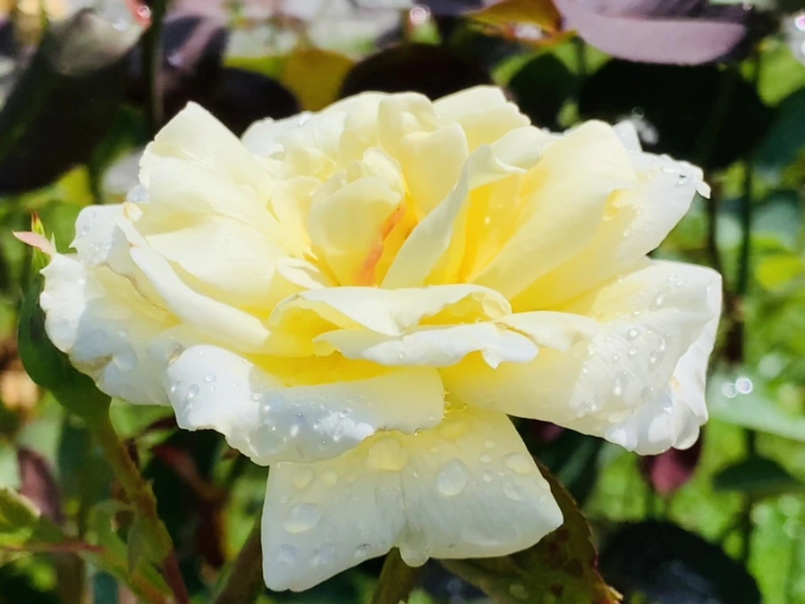 IMG_8404.jpg?type=w966