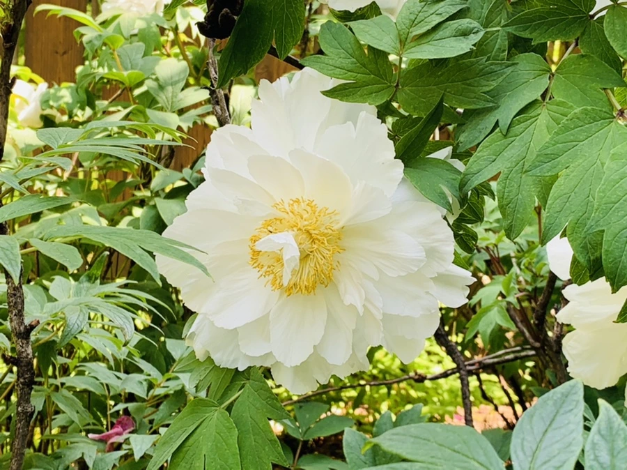 IMG_4413.jpg?type=w966