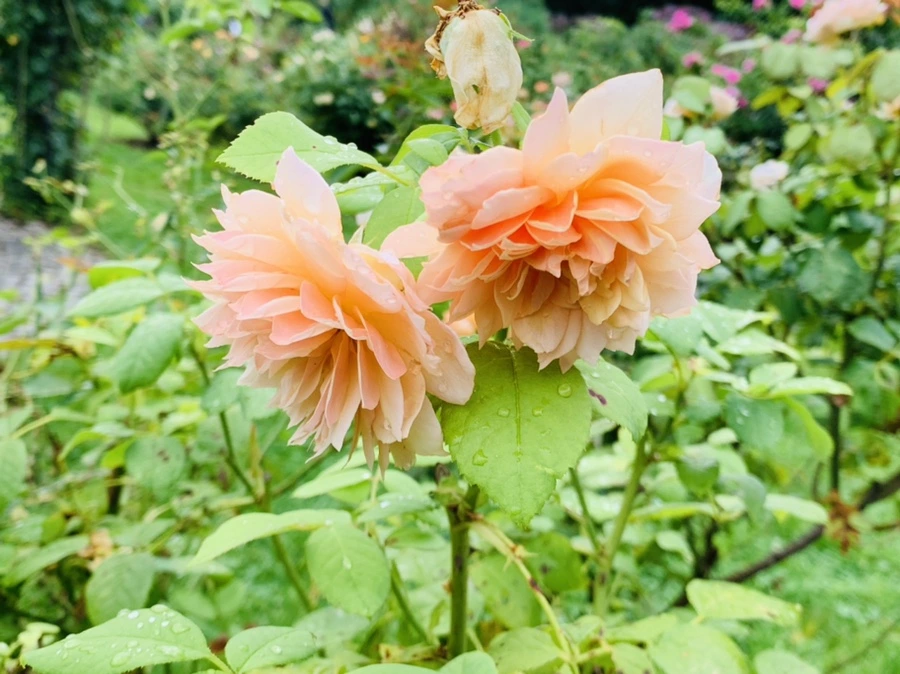 IMG_0942.jpg?type=w966