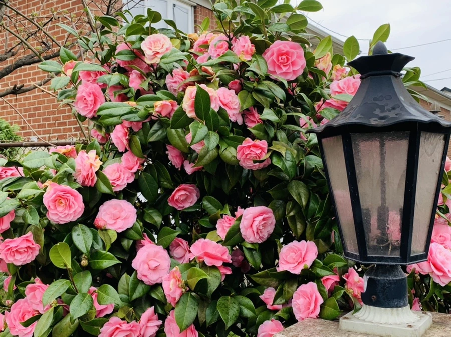 IMG_1398.jpg?type=w966