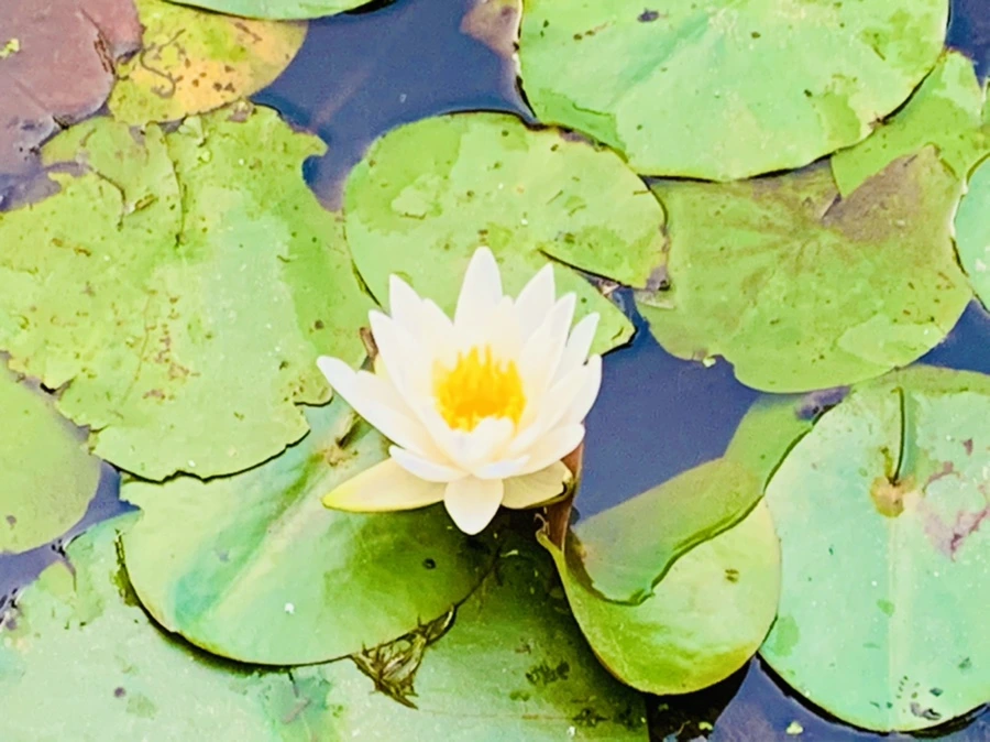 IMG_7892.jpg?type=w966