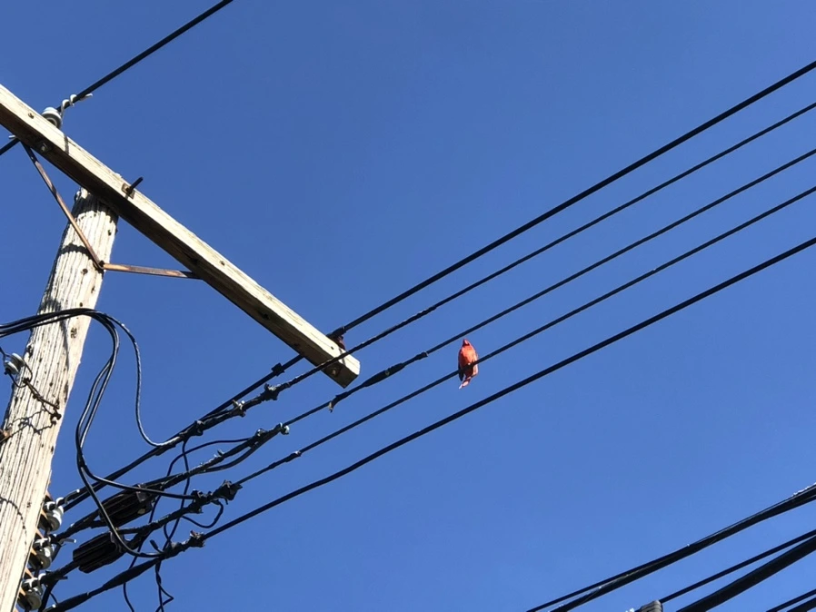 IMG_7333.jpg?type=w966