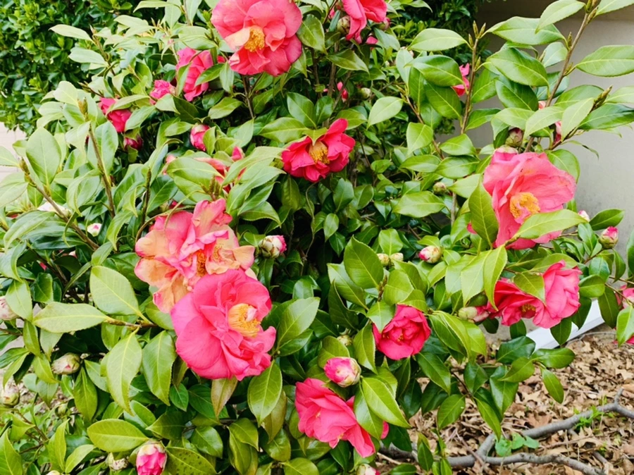 IMG_6637.jpg?type=w966